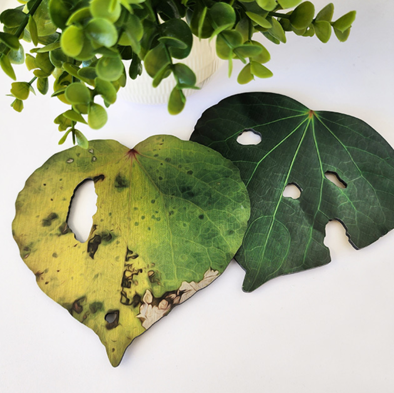 Printed Kawakawa leaves - gonepottynz